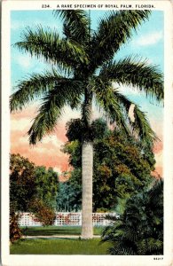 Royal Palm Florida FL Sunset WB Postcard VTG UNP Unused Curt Teich Vintage 