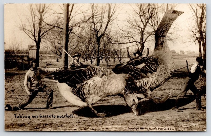 RPPC Takes Three to Drag This Exaggerated Goose to Market~Closeup Photo 1910 PC 