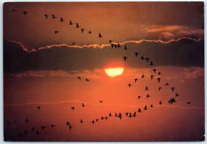 Postcard - Afternoon Geese, Northern California Pacific Flyway - California