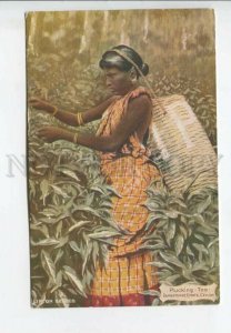 443328 CEYLON Dambatenne Estate Plucking Tea girl Lipton Advertising Vintage