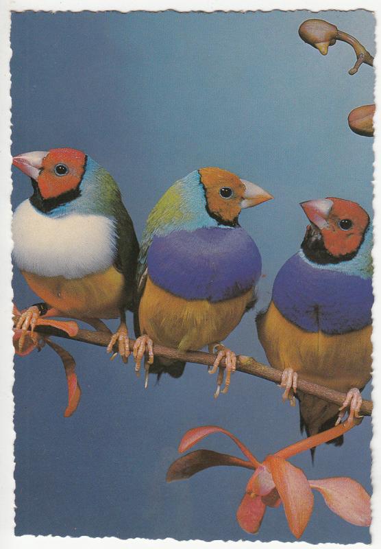 Birds topic postcard oiseaux 2scans