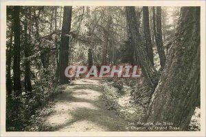 Old Postcard Sion Mayens Chemin du Grand Bisse