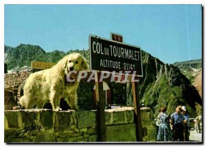 Modern Postcard the Pyrenees Dog of the Pyrenees to the Col du Tourmalet