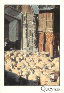 Animals Postcard Sheep herd in village