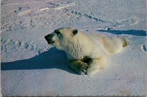 Alaskan Polar Bear 1972