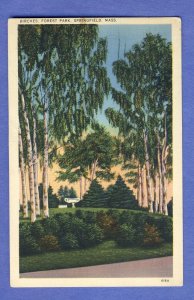 Springfield, Massachusetts/MA  Postcard, Birches In Forest Park, 1937!