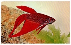 Blood Red Siamese Fighting Fish