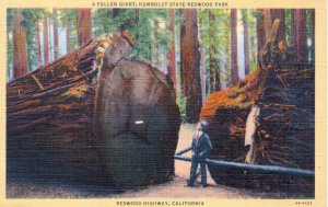 [Curteich.] US California Redwoods - A Fallen Giant, Humboldt State Park