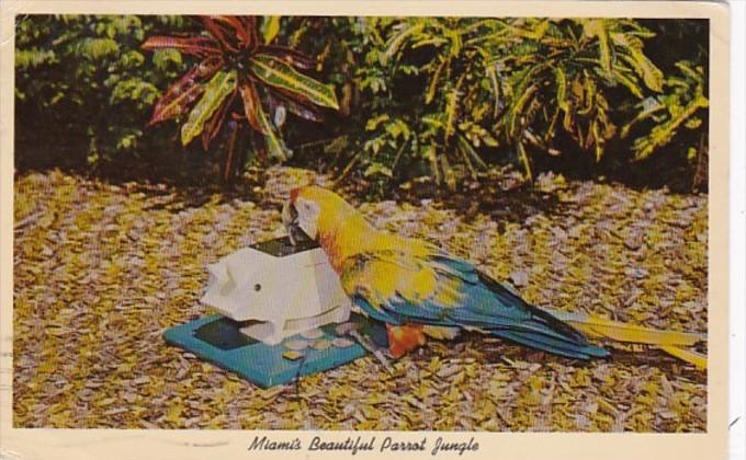Florida Miami Benino The Performing Macaw Parrot Jungle Red Road 1963