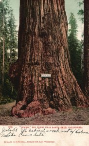 Vintage Postcard Jumbo Big Trees near Santa Cruz California Pub Edward Mitchell