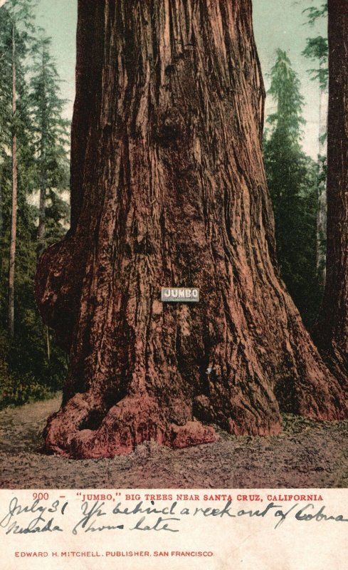 Vintage Postcard Jumbo Big Trees near Santa Cruz California Pub Edward Mitchell