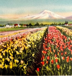 Tulip Fields Washington State Mt Baker Bellingham Postcard c1930-40s PCBG8C