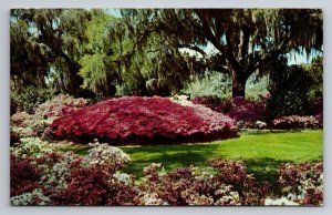 Beautiful Southern Azalea Garden Vintage Posted 1961 Postcard