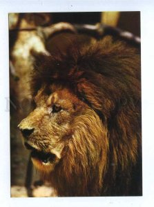 195585 Czechoslovakia ZOO lion old postcard