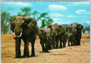 c1970s Nairobi African Wild Life Elephant Herd Safari Savanna Chrome 4x6 PC M25