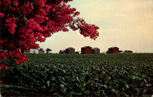 Field Of Bright Leaf Tobacco