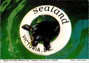 Victoria BC Canada PEPPER~Baby Harbour Seal SEALAND AQUARIUM~Closed 4X6 Postcard