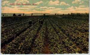 KALAMAZOO, MI Michigan  CELERY FIELD   1912   Farming   Postcard