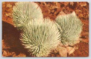 State View~Maui Hawaii~Rare Silversword Plant~Haleakala Natl Park~Vintage PC