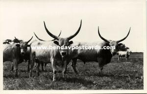 hungary, HORTOBÁGY, Longhorn, Bull Cow (1950s) RPPC