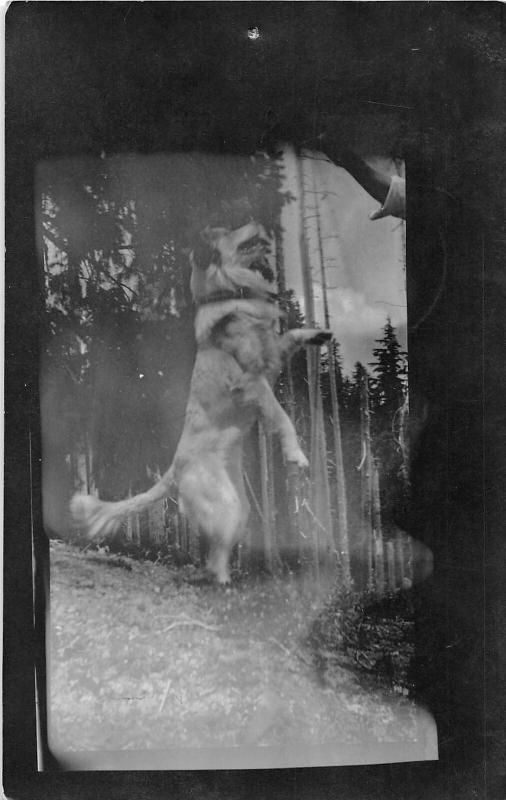 F30/ Rosyln Washington RPPC Postcard 1915 Dog Jumping for Food