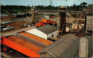 Vtg Orange Juice Processing Plant Old Cars Southern California CA Postcard