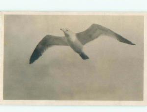 Old rppc ANIMAL SCENE Great Postcard AB2003