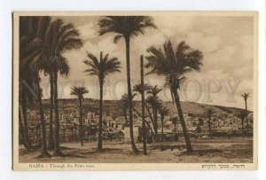 287039 ISRAEL HAIFA through Palm trees Vintage postcard