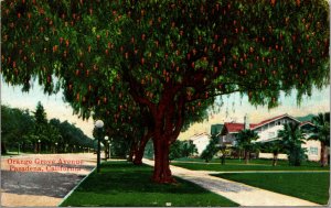 Vtg 1910s Orange Grove Avenue Trees Pasadena California CA Postcard