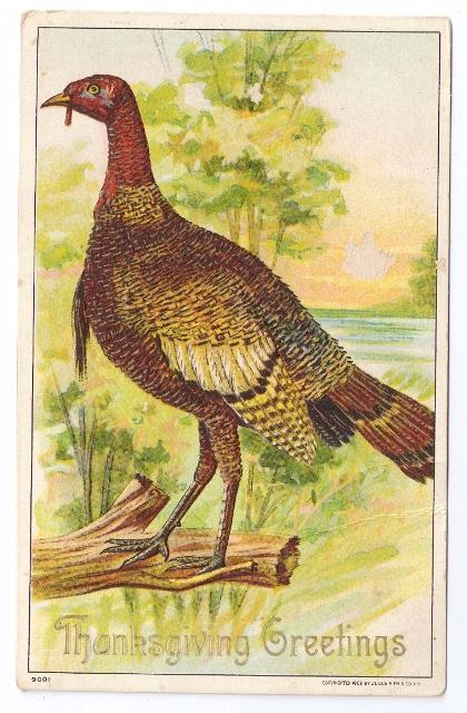 1908 Embossed Thanksgiving Postcard Julius Bien 9001 Wild Turkey Vintage