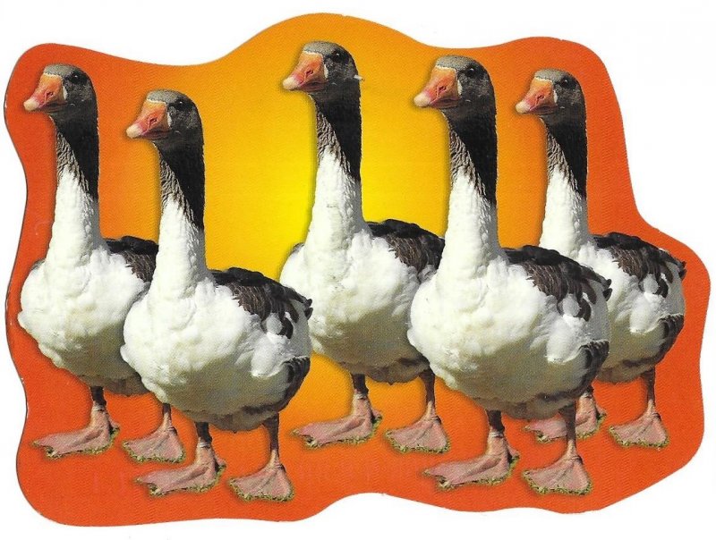 Malmo, Sweden to Pasco, Washington, USA 2002 Die Cut Postcard Ducks, Geese