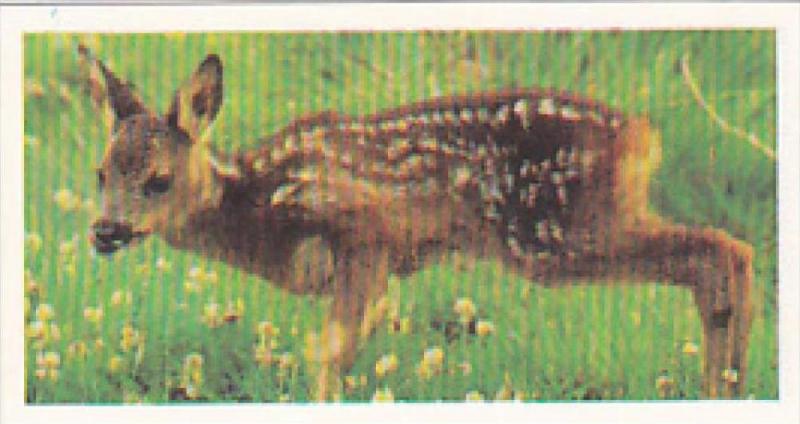 Brooke Bond Vintage Trade Card Woodland Wildlife 1980 No 27 Roe Deer