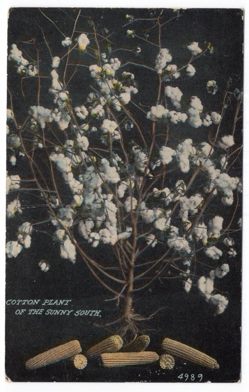 Cotton Plant Of The Sunny South