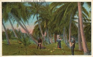 Vintage Postcard 1925 A Cocoanut Grove Plantation Harvest Time Florida FL