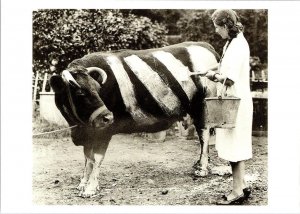 REPRO, Essex England  ANIMALS AT WAR~1939 Blackout Paint On Cow  4X6 Postcard