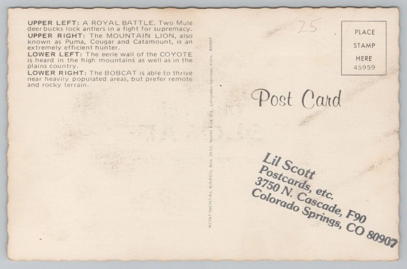 Colorado~Mule Buck Battle Puma Coyote & Bobcat Greeting Card~Vintage Postcard
