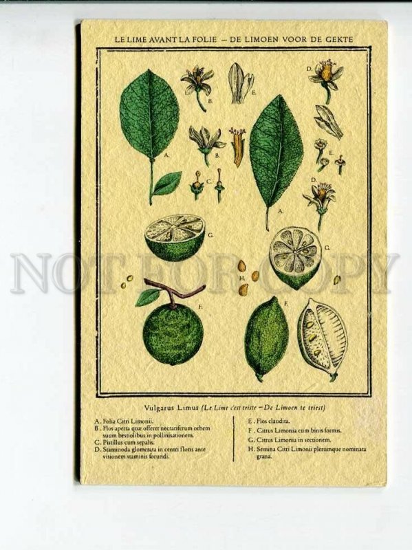 3172669 ADVERTISING Lime Water PERRIER vintage Card