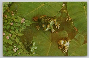 Coqui Puerto Rico Legendary Frog with Unique Ko Kee Sound Postcard C36