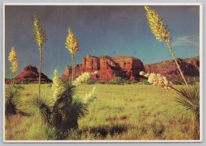 Arizona~Yucca~Spanish Bayonet~Red Stone Rock Formations~Continental Postcard 