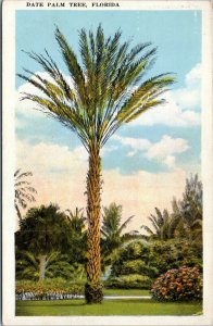 postcard FL Palms - Date Palm Tree