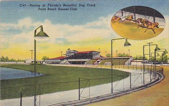 Florida Geryhound Racing At Beautiful Palm Beach Kennel Club Curteich