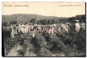 Old Postcard Collection Jasmine Cote d & # 39Azur
