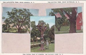 Lafayette Tree Near Geneva Scythe Tree Near Waterloo & Totem Tree At Aurora N...