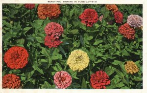 Vintage Postcard 1937 Beautiful Zinnias Colorful Flowers Tropical Shrubs Florida