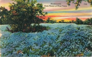 USA Bluebonnet State Flower of West Texas Linen Postcard 08.15