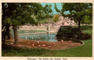 Dallas, Texas - The Flamingos, at the Dallas Zoo - in the 1960s