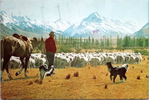 Postcard New Zealand Canterbury - Glentanner Station Mustering Sheep