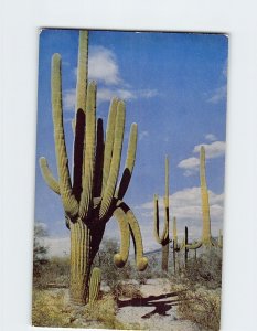 Postcard Saguaro, Giant Cactus, Arizona