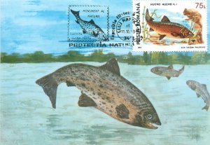 Postcard Hucho Hucho fish Danube Salmon Ioan Nemes drawing