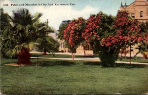 Texas Galveston Palms and Oleanders In City Park